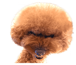 Poodle-This Is Acting (EN-1) sticker #14689514