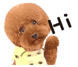 Poodle-This Is Acting (EN-1) sticker #14689518