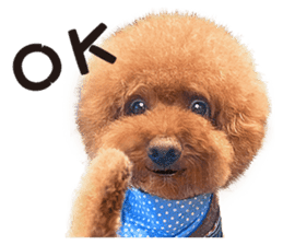 Poodle-This Is Acting (EN-1) sticker #14689523