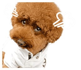 Poodle-This Is Acting (EN-1) sticker #14689526
