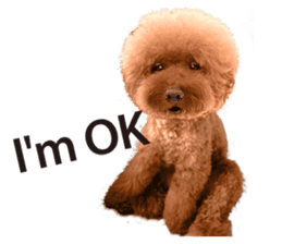 Poodle-This Is Acting (EN-1) sticker #14689530