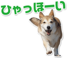 Horgi Hugh sticker #14695022