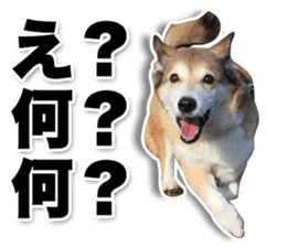 Horgi Hugh sticker #14695023