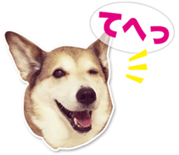 Horgi Hugh sticker #14695024