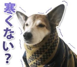 Horgi Hugh sticker #14695026