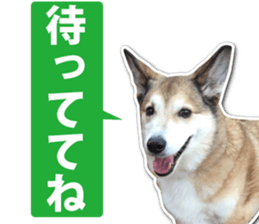 Horgi Hugh sticker #14695028