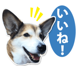 Horgi Hugh sticker #14695029