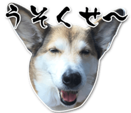 Horgi Hugh sticker #14695031