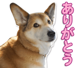 Horgi Hugh sticker #14695036