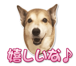 Horgi Hugh sticker #14695037