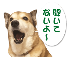 Horgi Hugh sticker #14695038