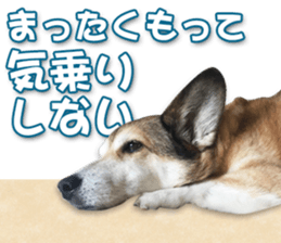 Horgi Hugh sticker #14695039