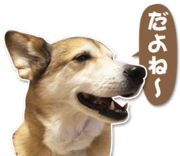 Horgi Hugh sticker #14695040