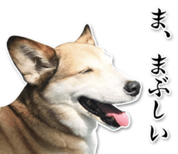 Horgi Hugh sticker #14695042