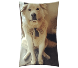 Romi Dog sticker #14695063