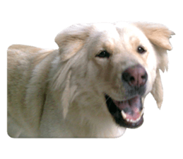 Romi Dog sticker #14695064