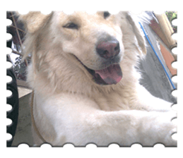 Romi Dog sticker #14695066