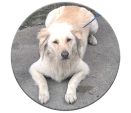 Romi Dog sticker #14695067