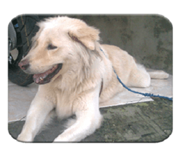 Romi Dog sticker #14695069