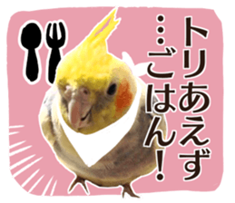 8 colors, cockatiel sticker sticker #14697854