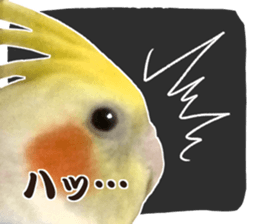 8 colors, cockatiel sticker sticker #14697857
