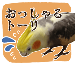 8 colors, cockatiel sticker sticker #14697858