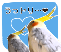 8 colors, cockatiel sticker sticker #14697859