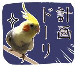 8 colors, cockatiel sticker sticker #14697860