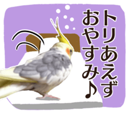 8 colors, cockatiel sticker sticker #14697861