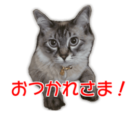 Cute dogs cats everyday sticker #14699698