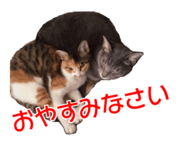 Cute dogs cats everyday sticker #14699702