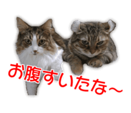 Cute dogs cats everyday sticker #14699705