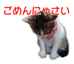 Cute dogs cats everyday sticker #14699708