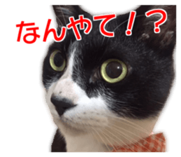 Cute dogs cats everyday sticker #14699712