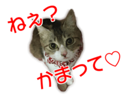 Cute dogs cats everyday sticker #14699714