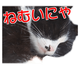 Cute dogs cats everyday sticker #14699715