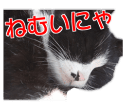 Cute dogs cats everyday sticker #14699715