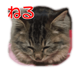 Cute dogs cats everyday sticker #14699716