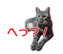 Cute dogs cats everyday sticker #14699718