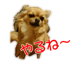 Cute dogs cats everyday sticker #14699721