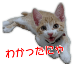 Cute dogs cats everyday sticker #14699724