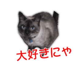 Cute dogs cats everyday sticker #14699726