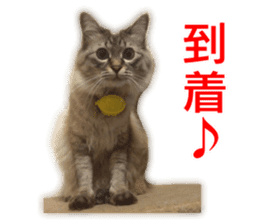 Cute dogs cats everyday sticker #14699727