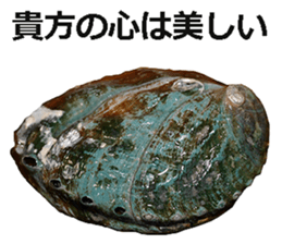 Abalone! sticker #14702031