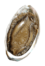 Abalone! sticker #14702043