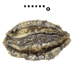 Abalone! sticker #14702044
