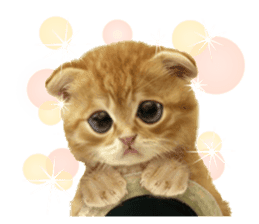 Lovely the cat (English) sticker #14703614