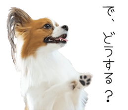 Papillon Tiga-chan 2 sticker #14704070