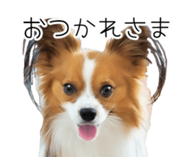 Papillon Tiga-chan 2 sticker #14704073