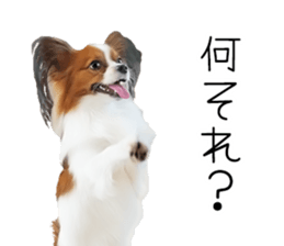 Papillon Tiga-chan 2 sticker #14704078